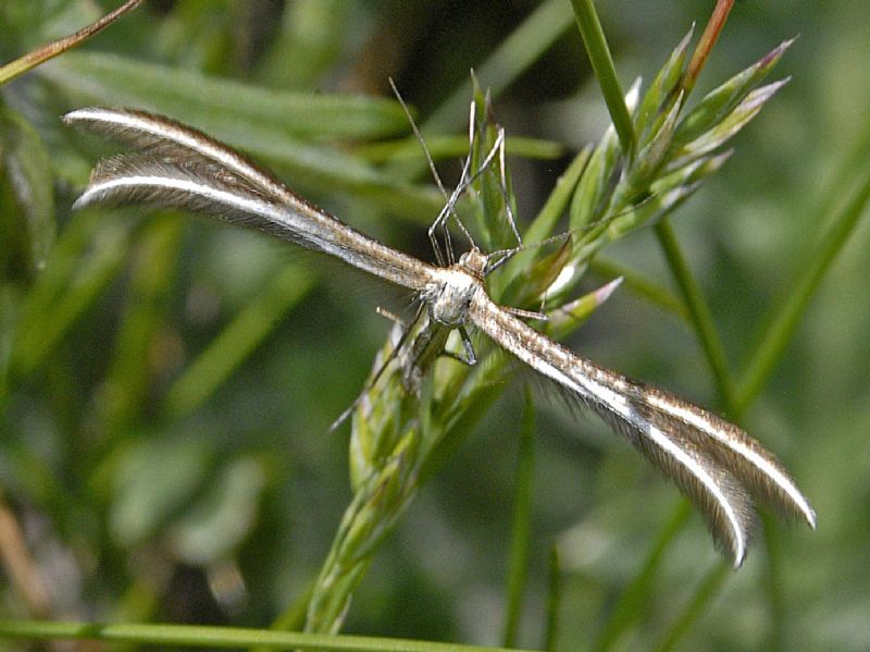 Un piccolo lepidottero dalle ali piumate